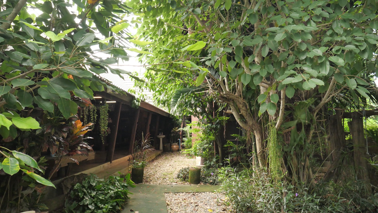 Vegetable farm behind the house